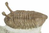 Stalk-Eyed Asaphus Kowalewskii Trilobite - Russia #237031-2